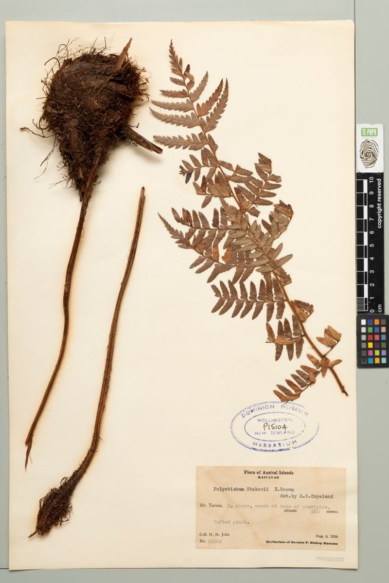 Polystichum stokesii