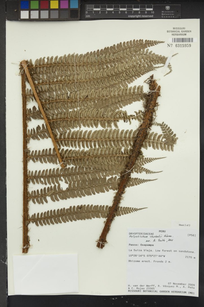 Polystichum stuebelii