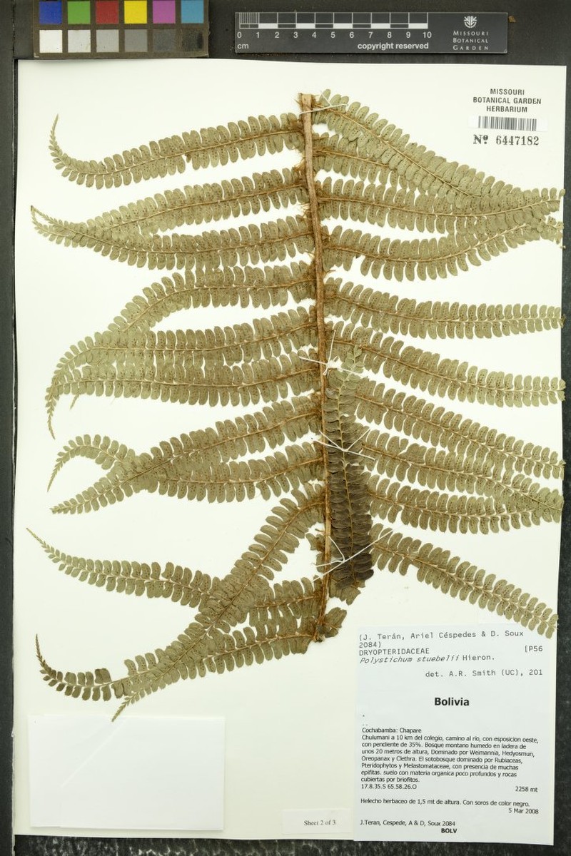 Polystichum stuebelii photo 2