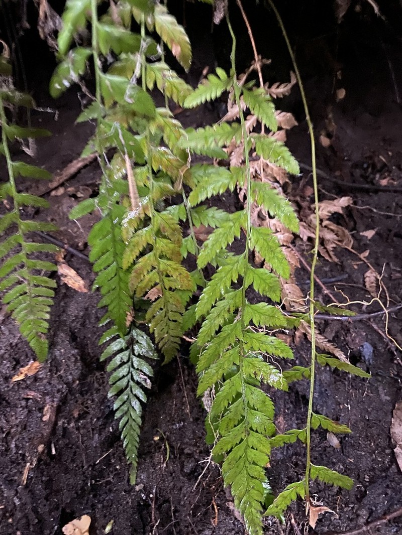 Polystichum subintegerrimum photo 2