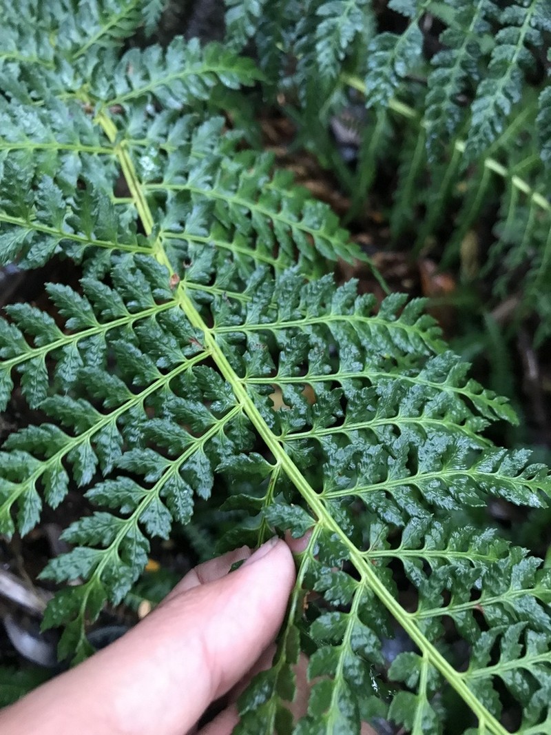 Polystichum subintegerrimum photo 3