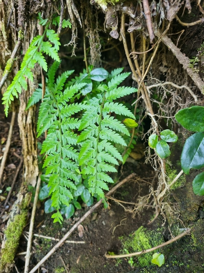 Polystichum subintegerrimum photo 4