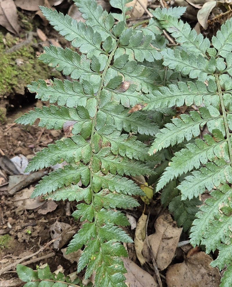 Polystichum subintegerrimum photo 5