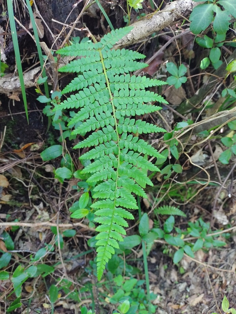 Polystichum subintegerrimum photo 6