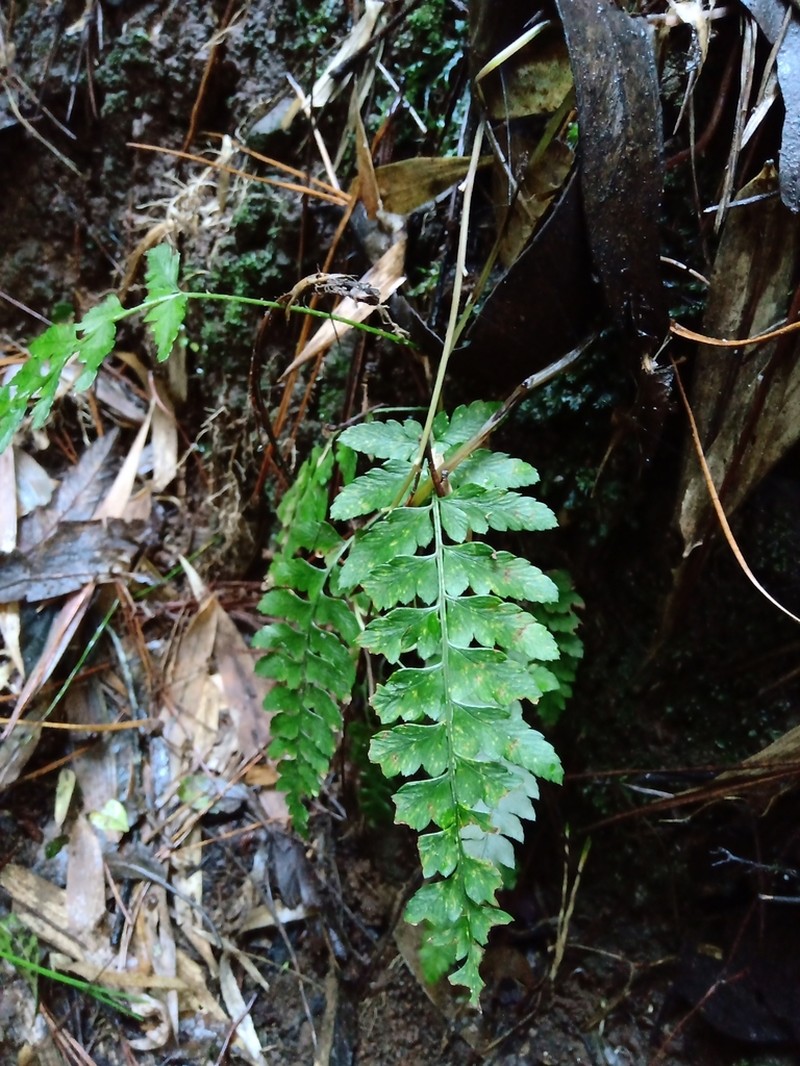 Polystichum subintegerrimum photo 7