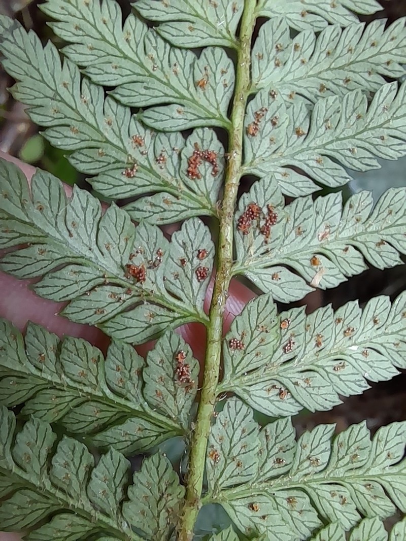 Polystichum subintegerrimum photo 8
