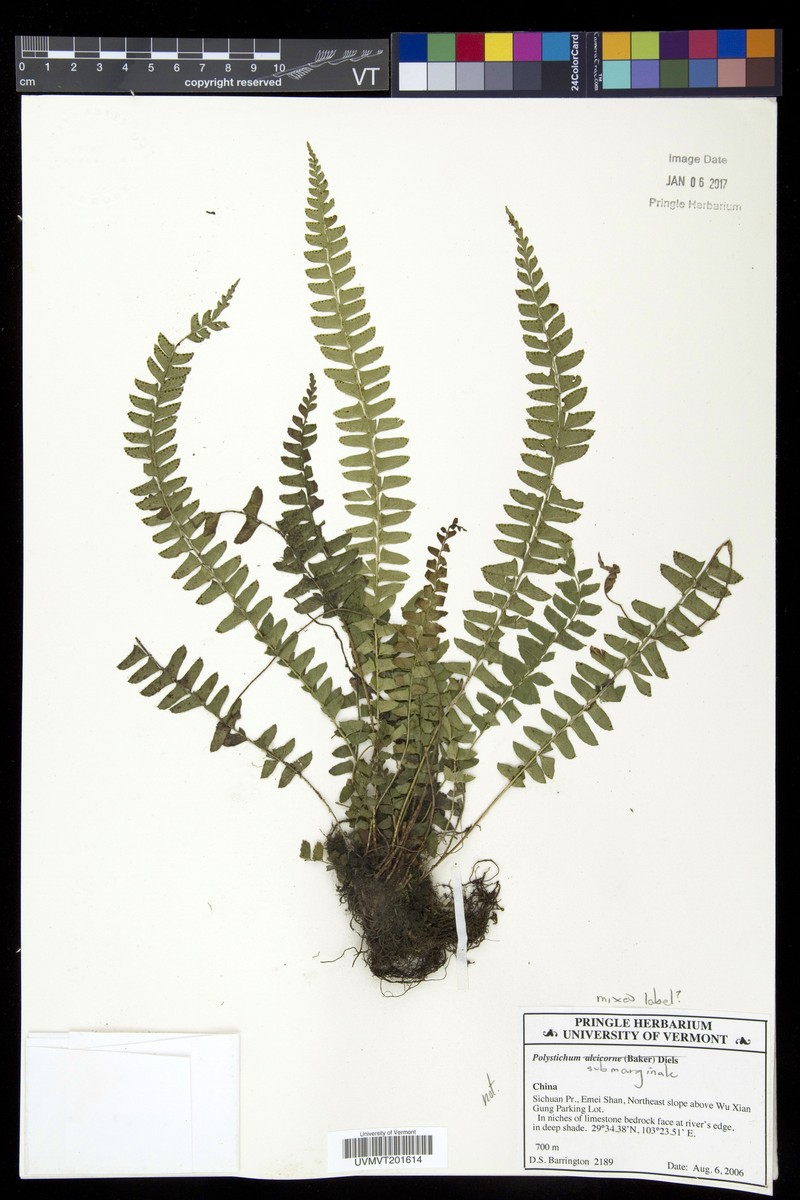 Polystichum submarginale