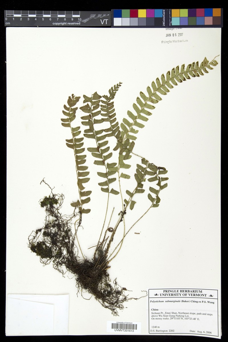 Polystichum submarginale photo 2