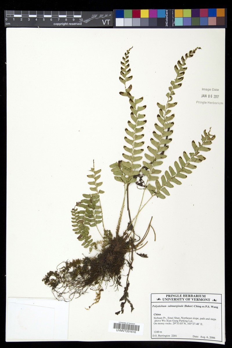 Polystichum submarginale photo 3