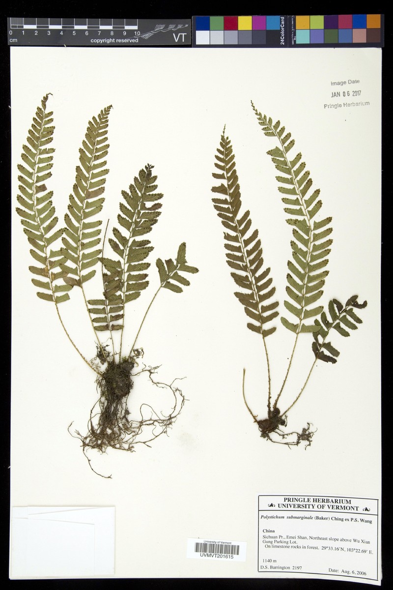 Polystichum submarginale photo 4