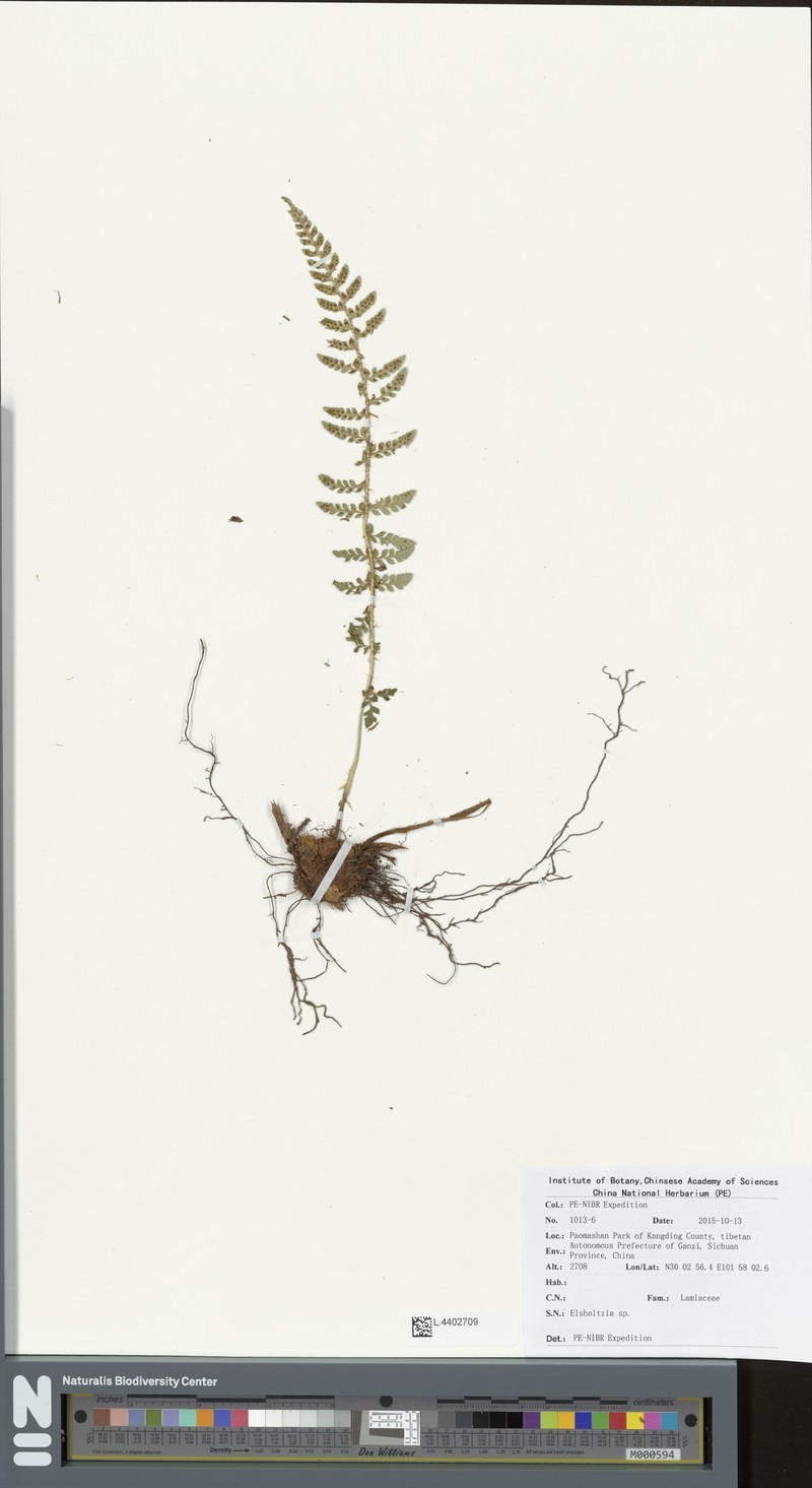Polystichum submite