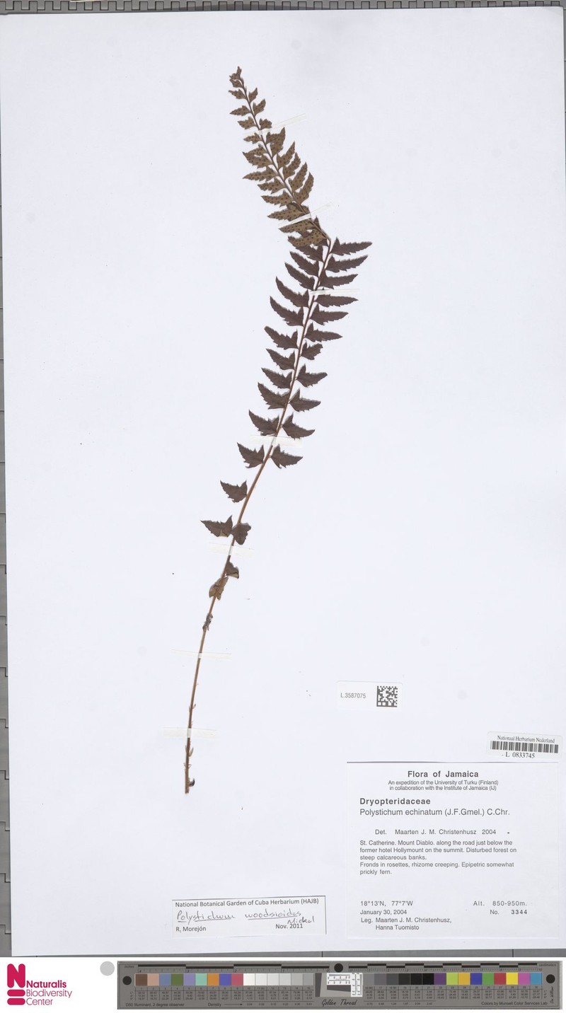Polystichum submucronatum