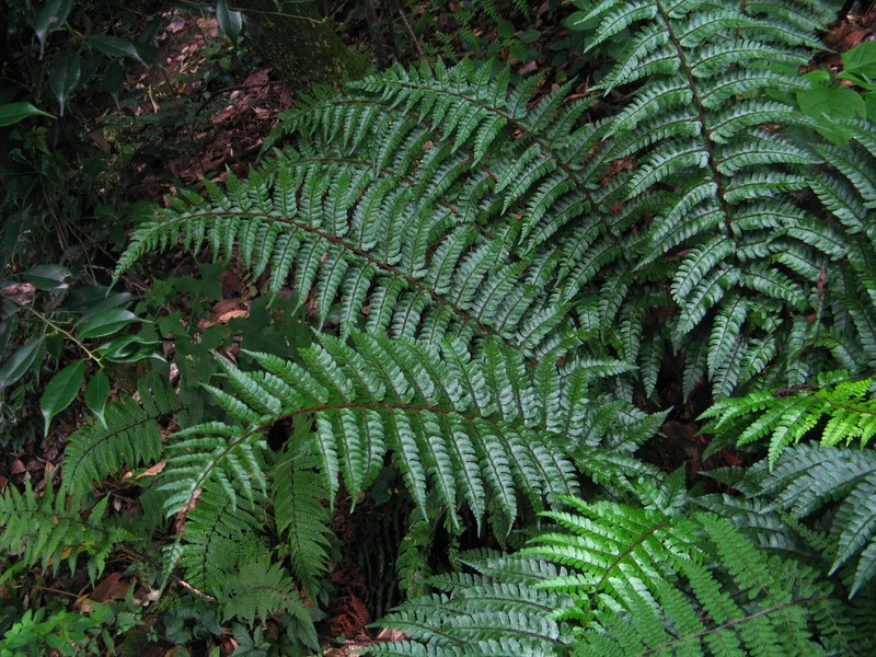 Polystichum subulatum