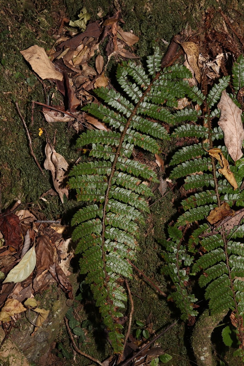 Polystichum tagawanum