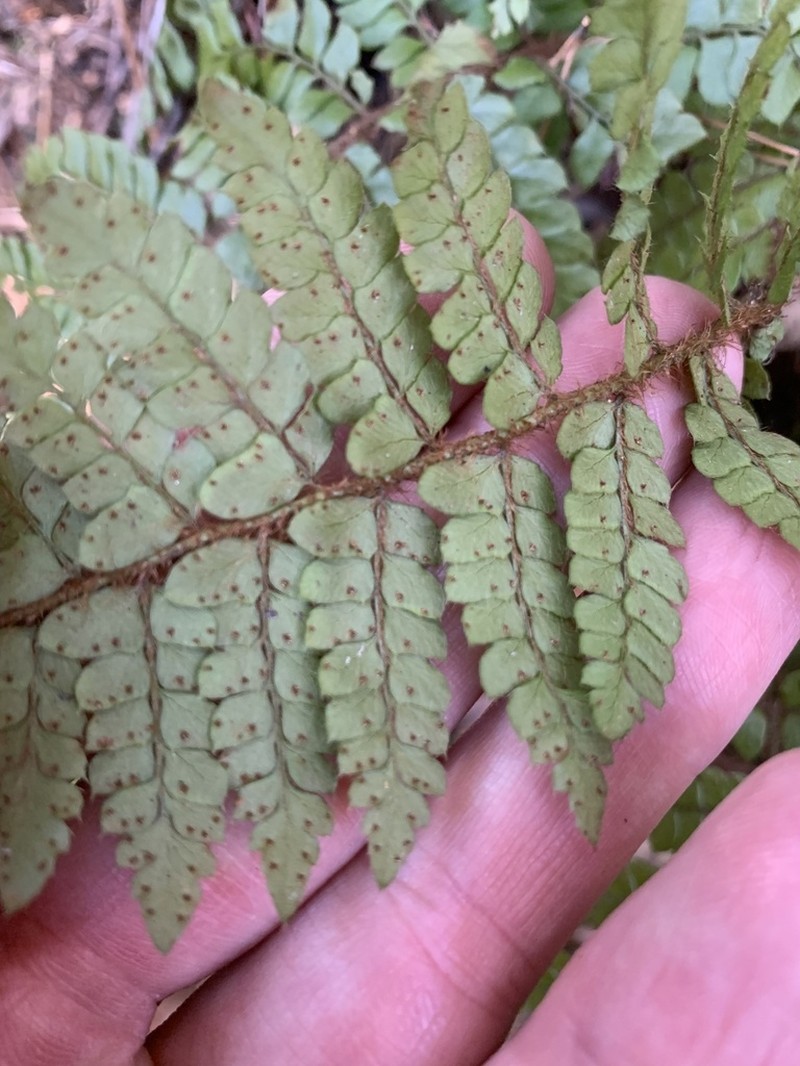 Polystichum tagawanum photo 2