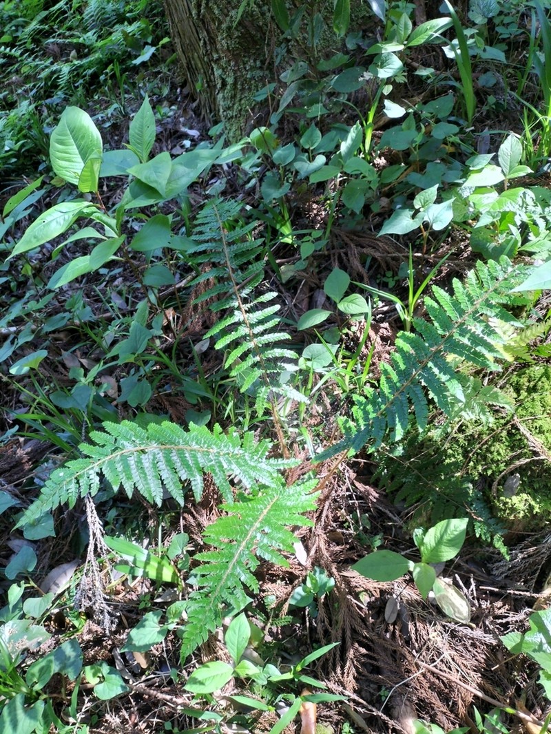 Polystichum tagawanum photo 3