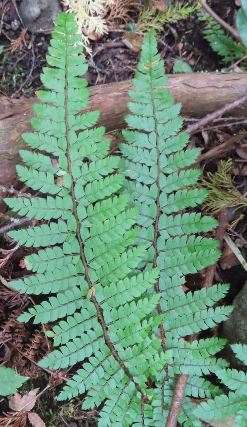 Polystichum tagawanum photo 4