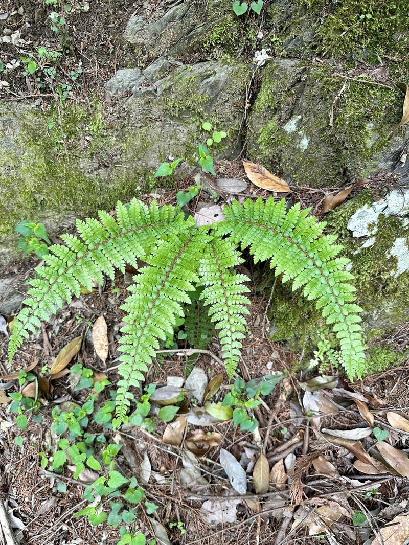 Polystichum tagawanum photo 5
