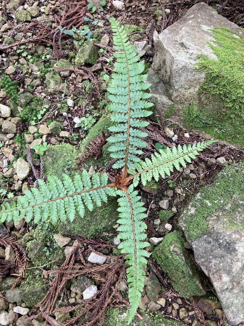 Polystichum tagawanum photo 6