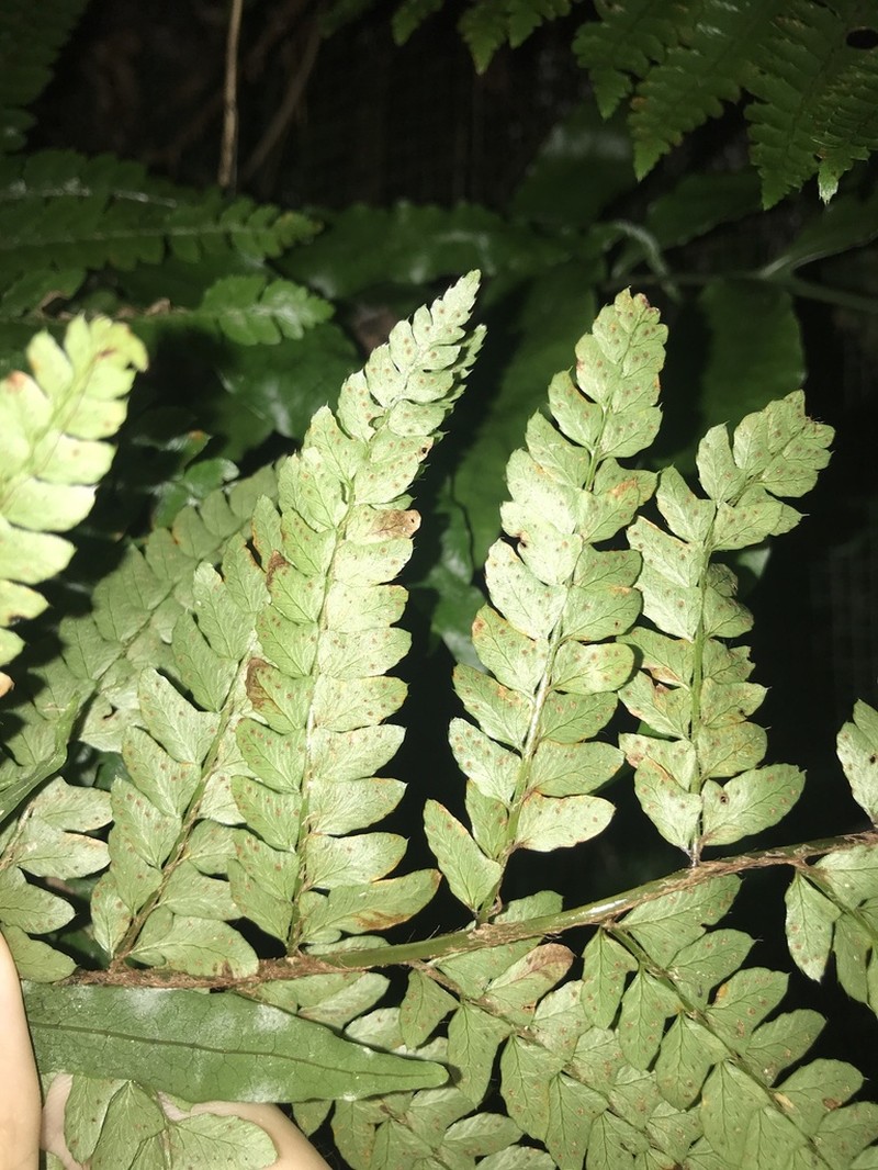 Polystichum tagawanum photo 7