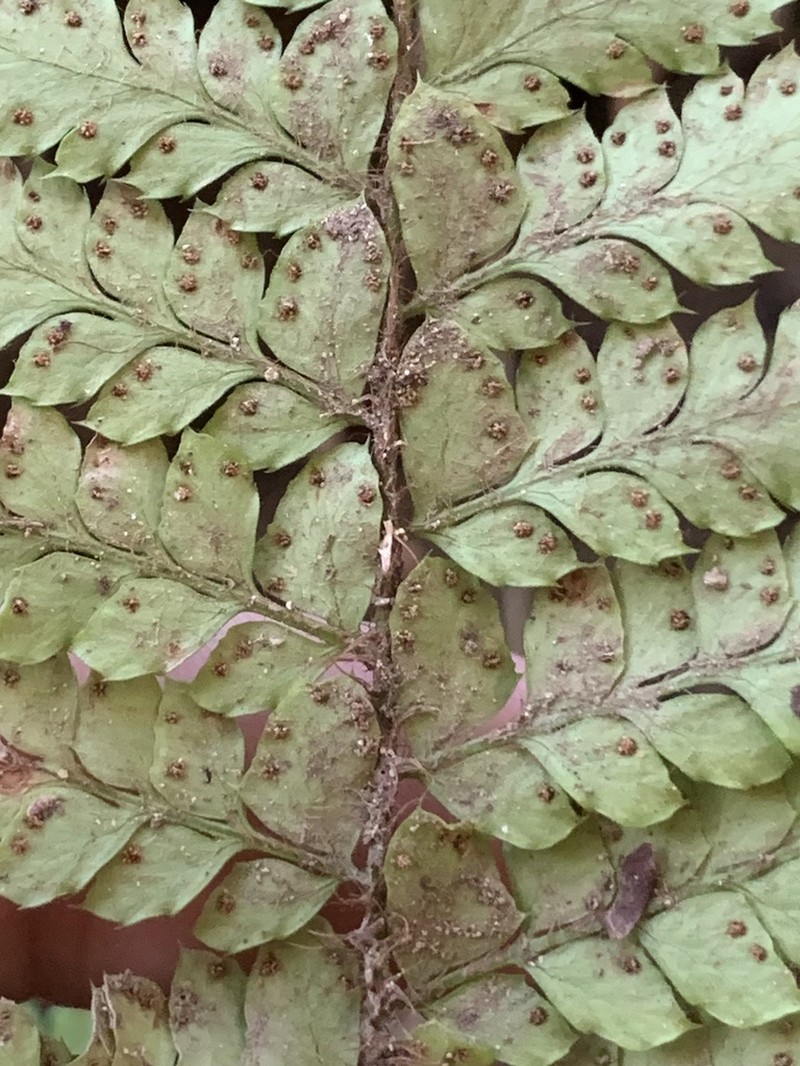 Polystichum tagawanum photo 8