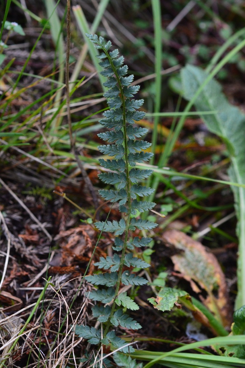Polystichum taizhongense
