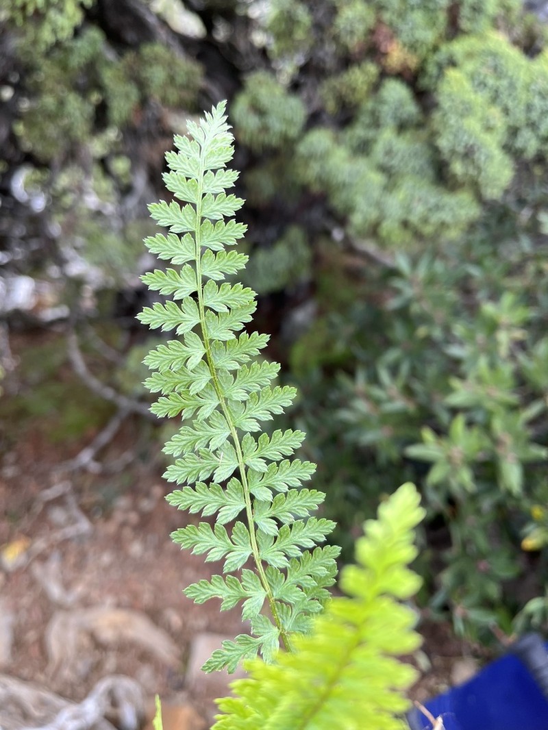 Polystichum taizhongense photo 2