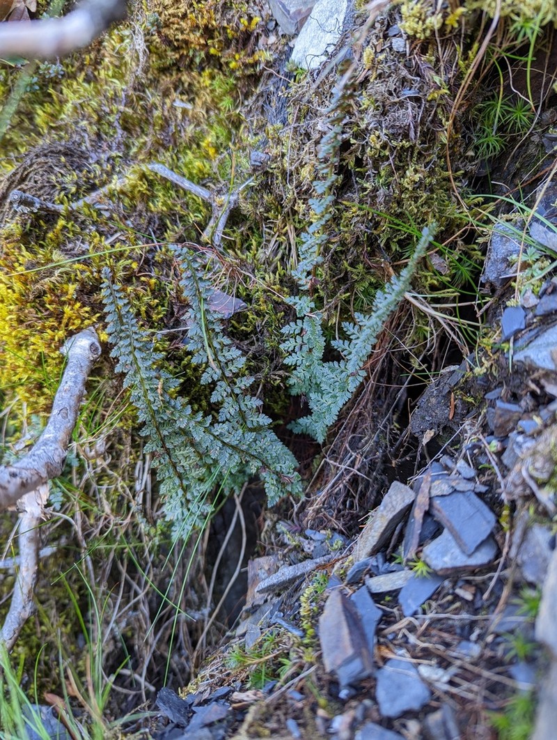 Polystichum taizhongense photo 3