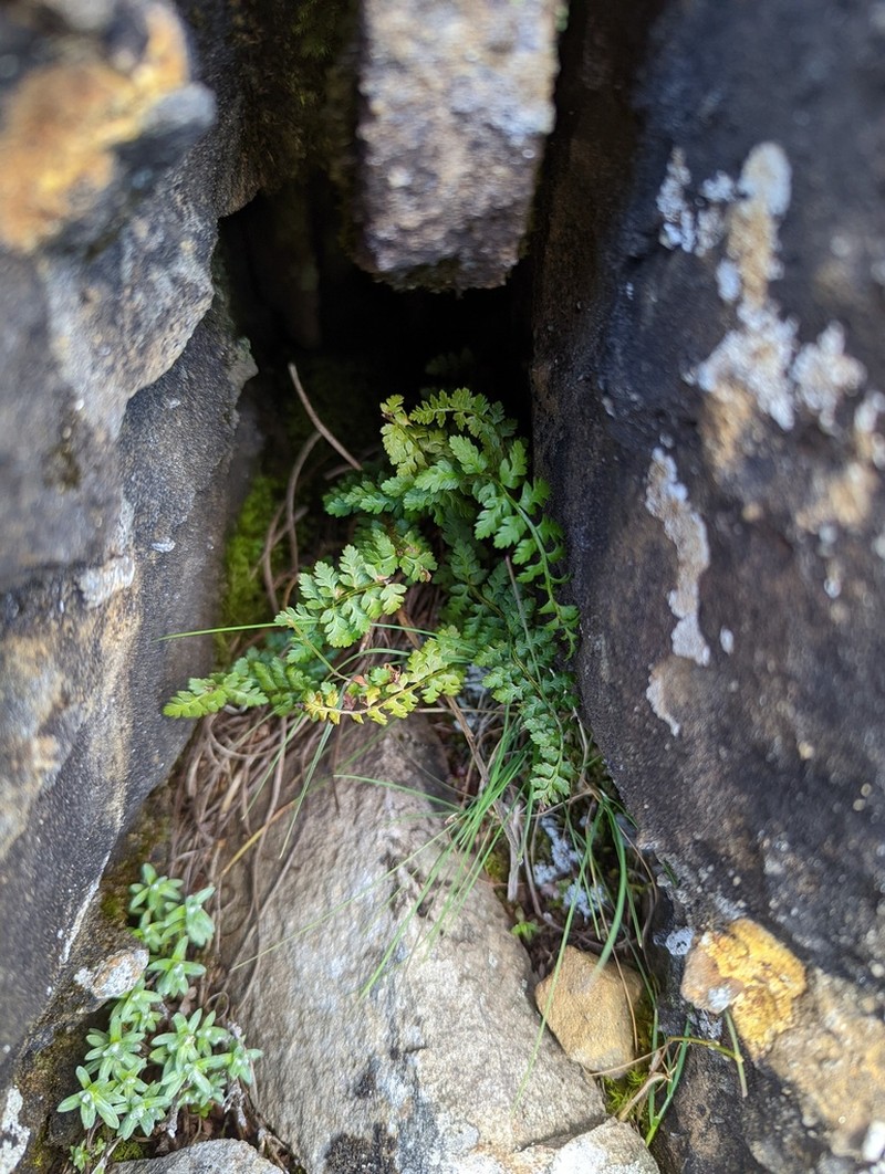Polystichum taizhongense photo 4