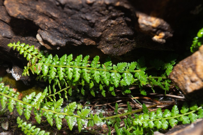 Polystichum taizhongense photo 5