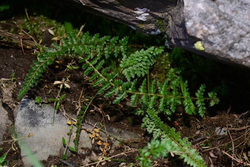 Polystichum taizhongense photo 6
