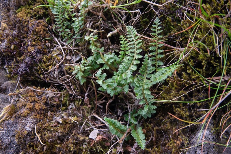 Polystichum taizhongense photo 7