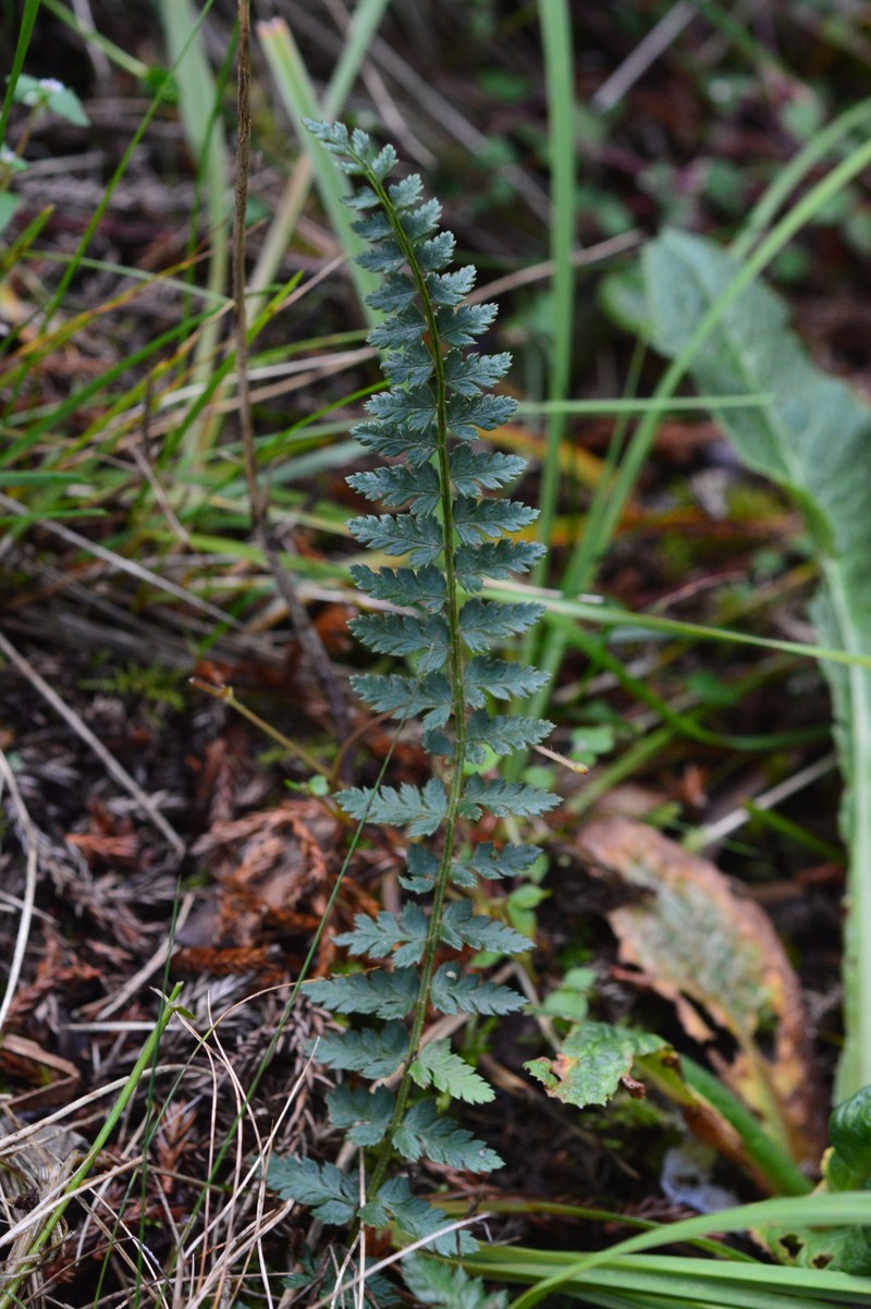 Polystichum taizhongense photo 8