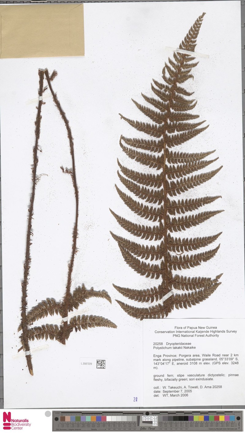 Polystichum takakii