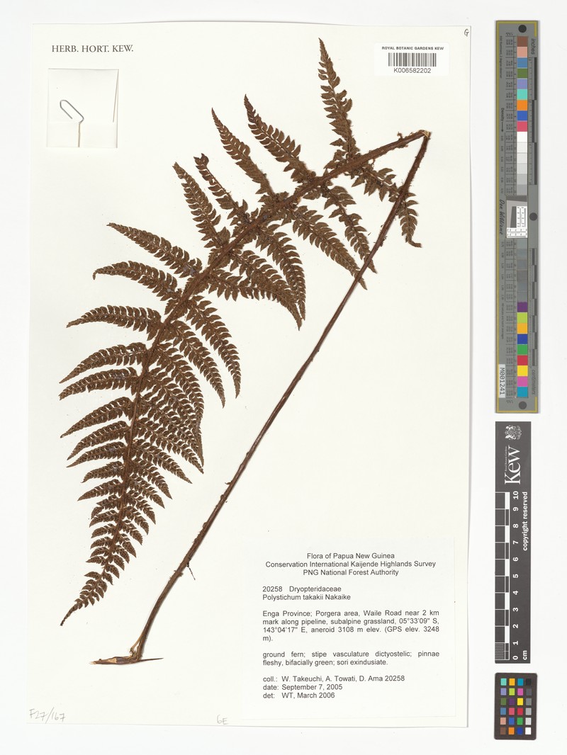 Polystichum takakii photo 2