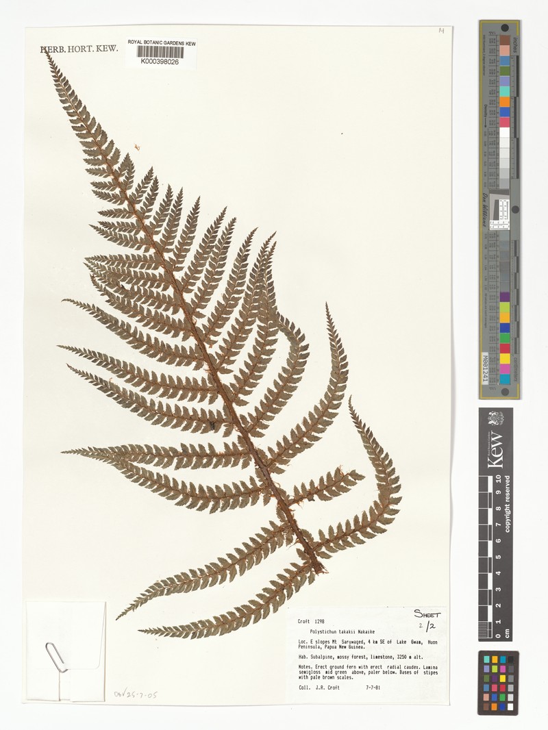 Polystichum takakii photo 3