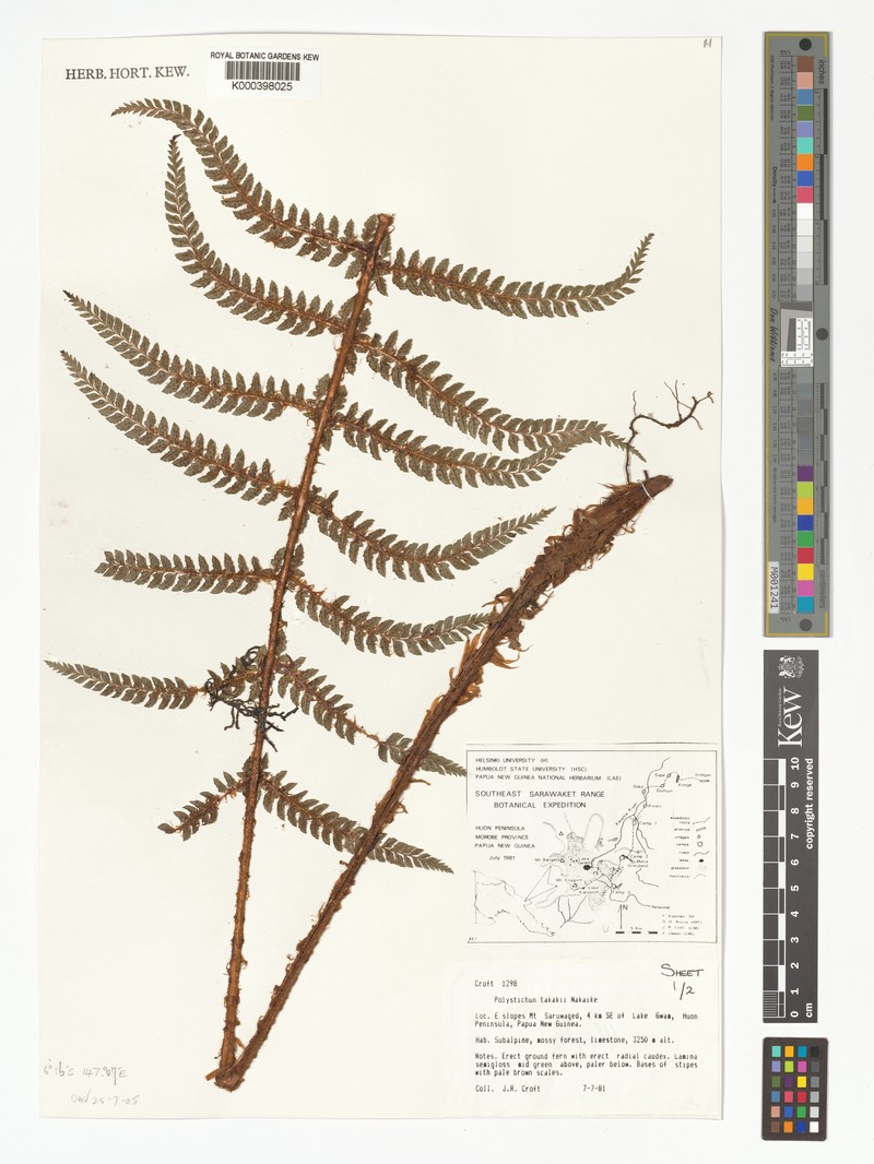 Polystichum takakii photo 4