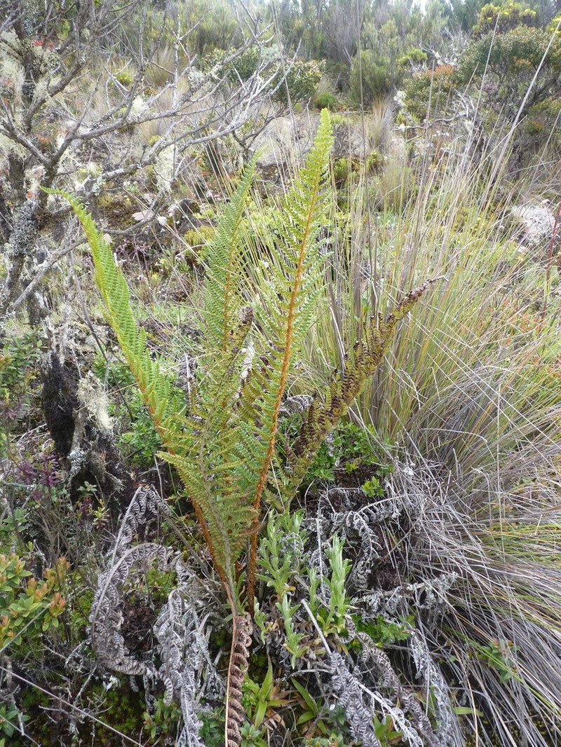 Polystichum talamancanum