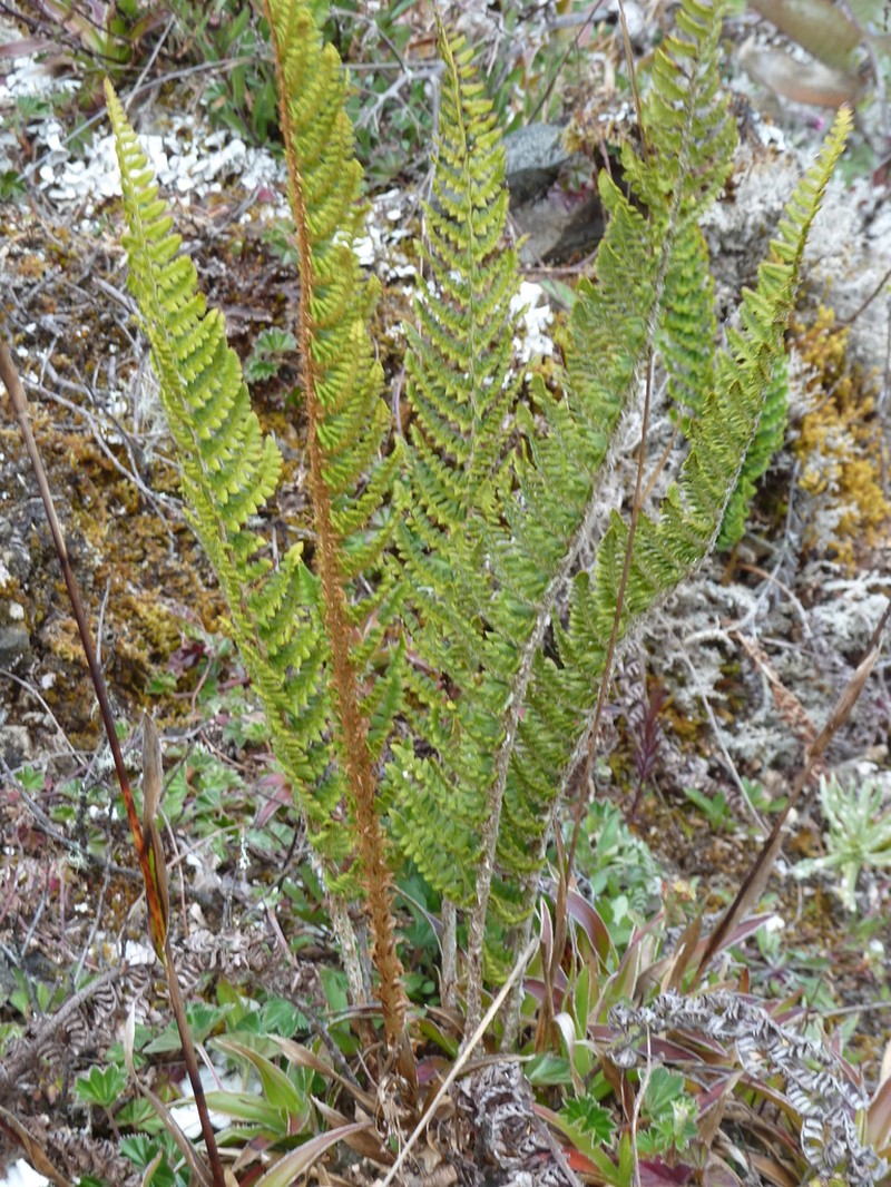 Polystichum talamancanum photo 2