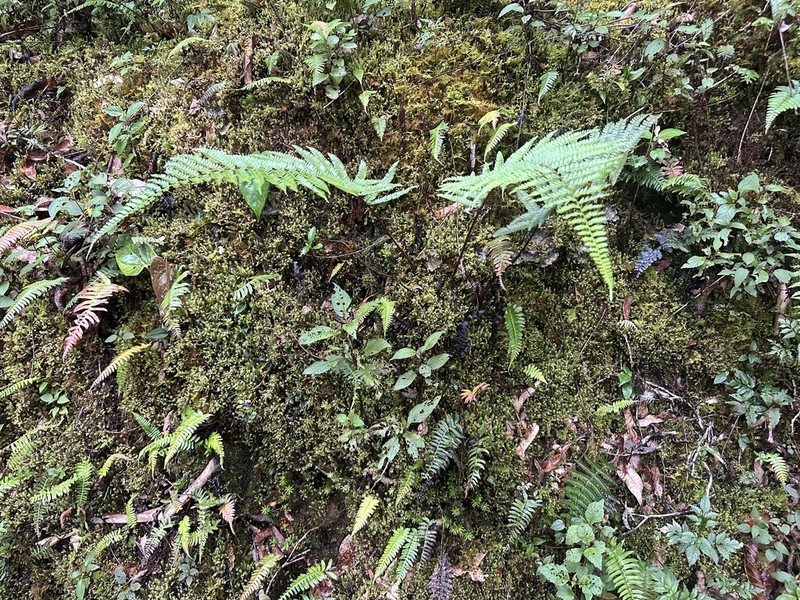 Polystichum talamancanum photo 3