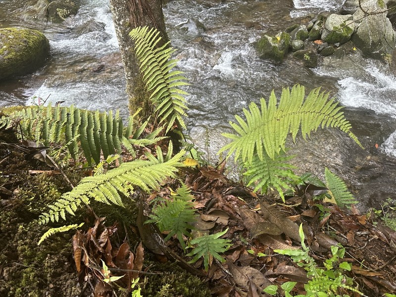 Polystichum talamancanum photo 4