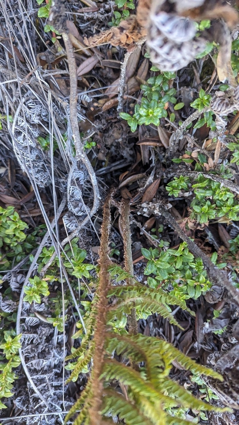 Polystichum talamancanum photo 5