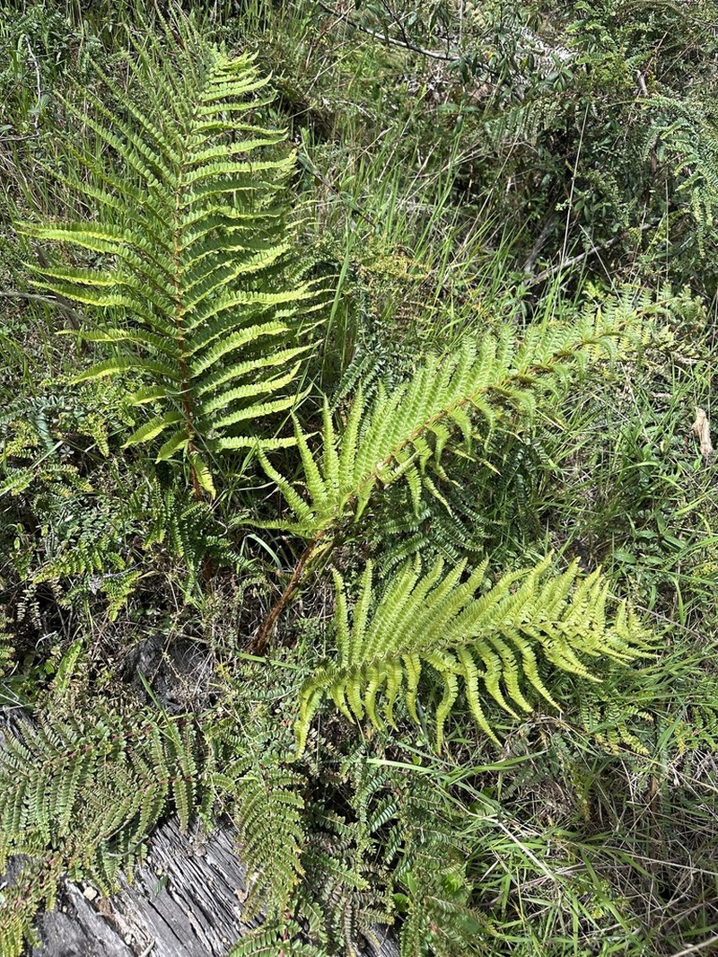 Polystichum talamancanum photo 6