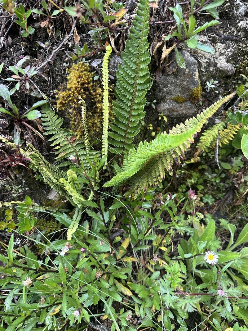 Polystichum talamancanum photo 7