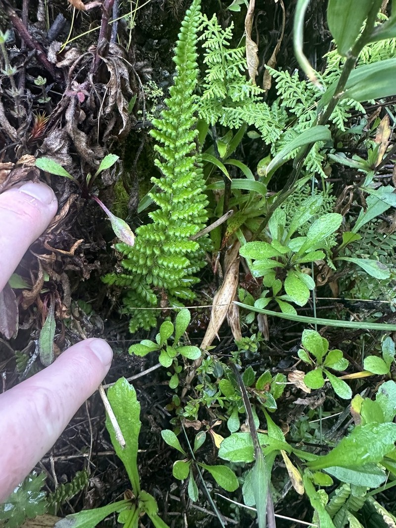 Polystichum talamancanum photo 8