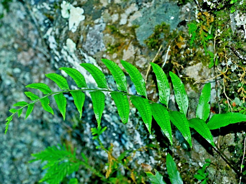 Polystichum tenuius