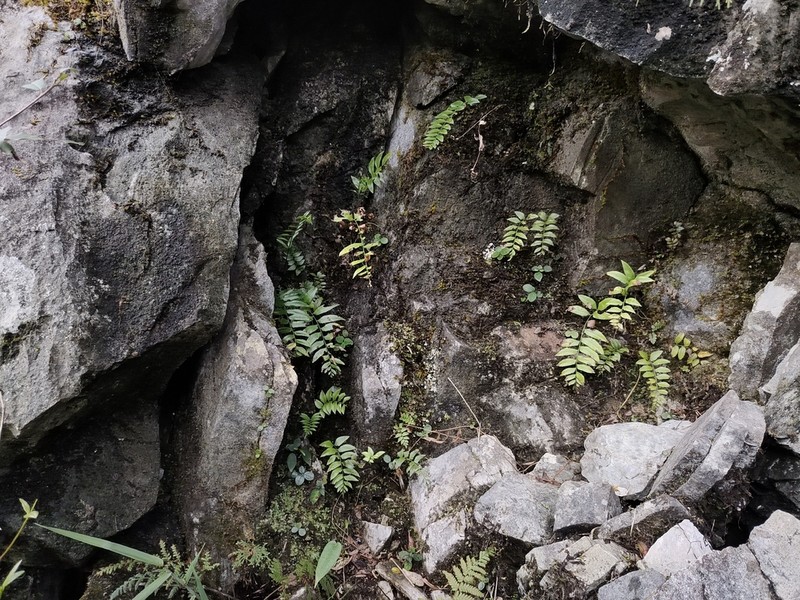 Polystichum tenuius photo 2