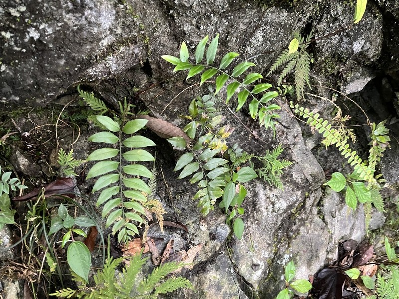 Polystichum tenuius photo 3