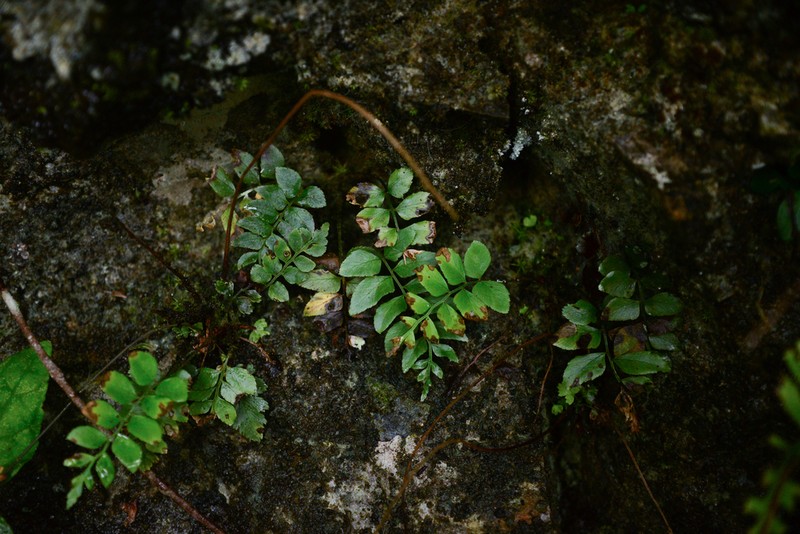 Polystichum tenuius photo 4