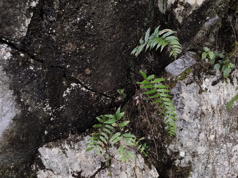 Polystichum tenuius photo 5
